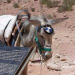 What is the Law on Donkey Carts and other Animal-Drawn Vehicles?