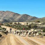 Did you know a person who drives a herd is seen as the driver of a vehicle in road legislation?